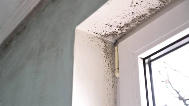 Best Mold Cleaning Services  in Baxter Springs, KS