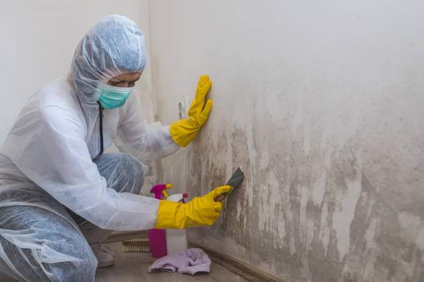 Best Mold Removal Near Me  in Baxter Springs, KS