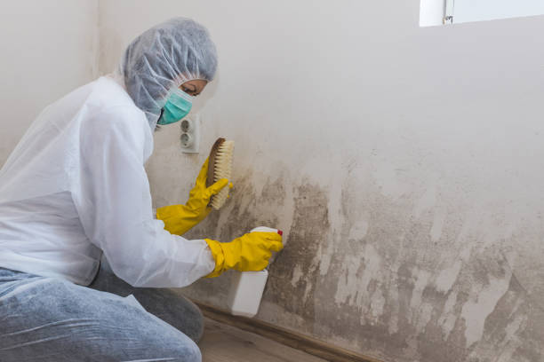 Best Mold Removal Specialists  in Baxter Springs, KS
