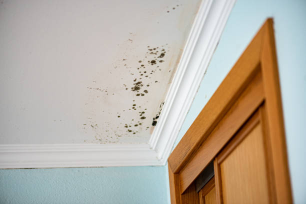 Best Office Mold Removal Services  in Baxter Springs, KS
