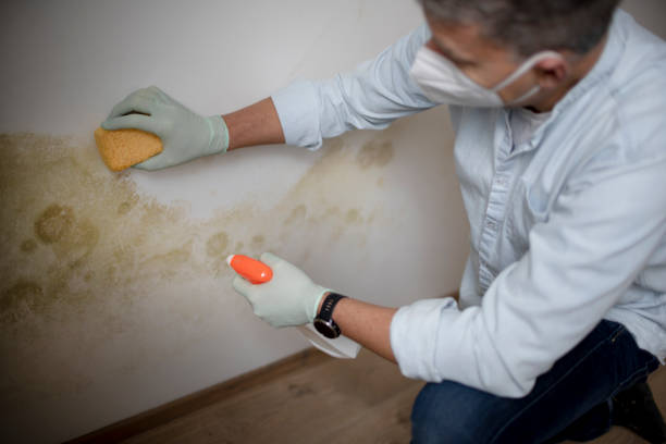 Best Professional Mold Removal  in Baxter Springs, KS