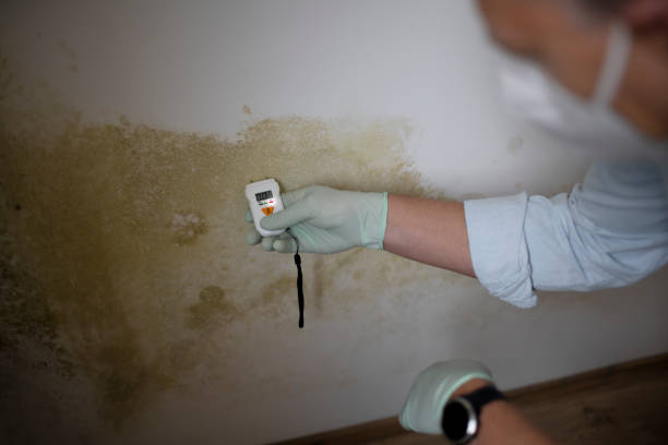 Best Affordable Mold Removal  in Baxter Springs, KS