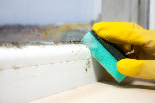 Certified Mold Removal in Baxter Springs, KS