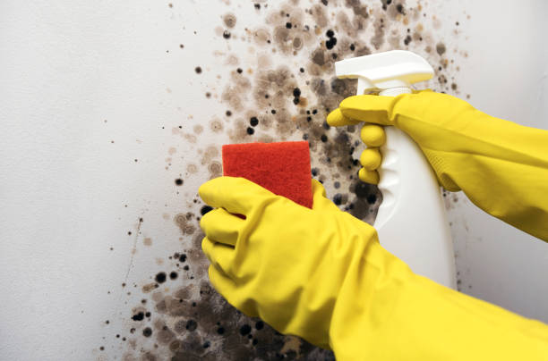 Best Home Mold Removal  in Baxter Springs, KS