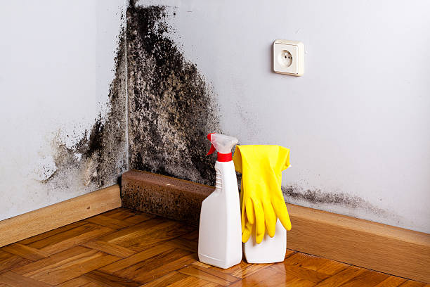 Best Mold Testing  in Baxter Springs, KS