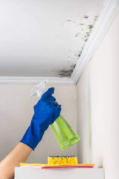 Best Local Mold Removal Service  in Baxter Springs, KS